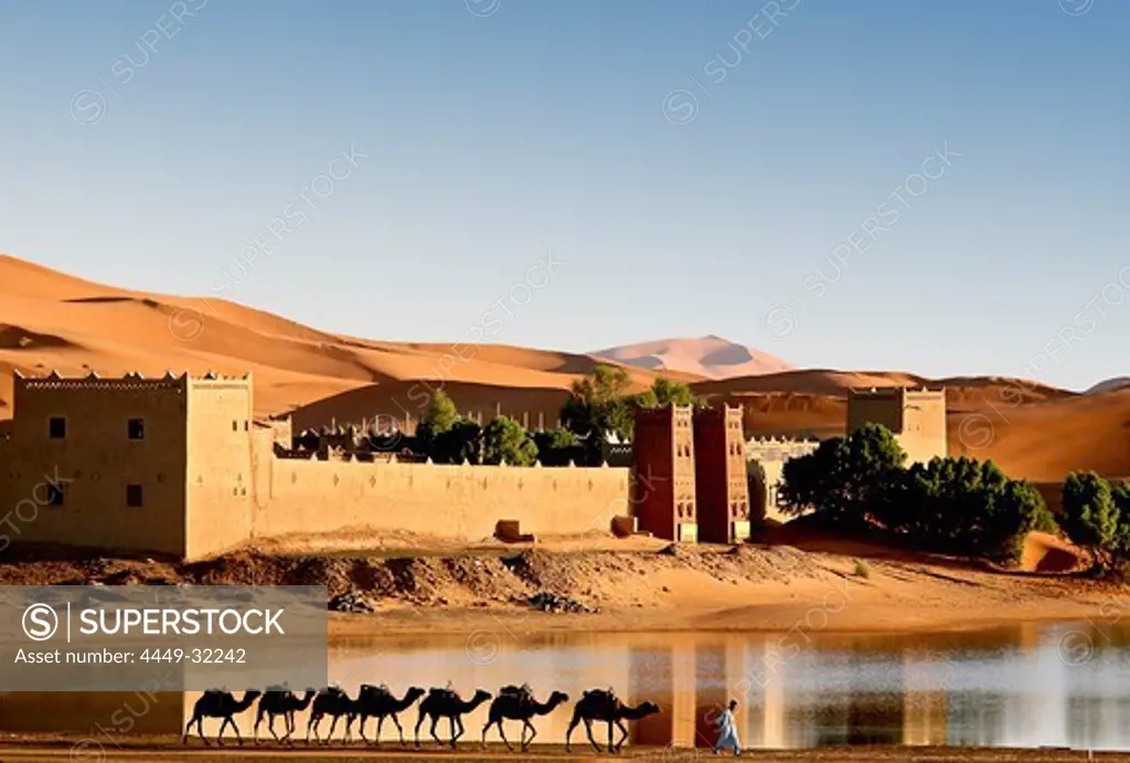 Caravan of camels in front of the Auberge Yasmina at the dunes of Erg Chebbi desert, Morocco, Africa