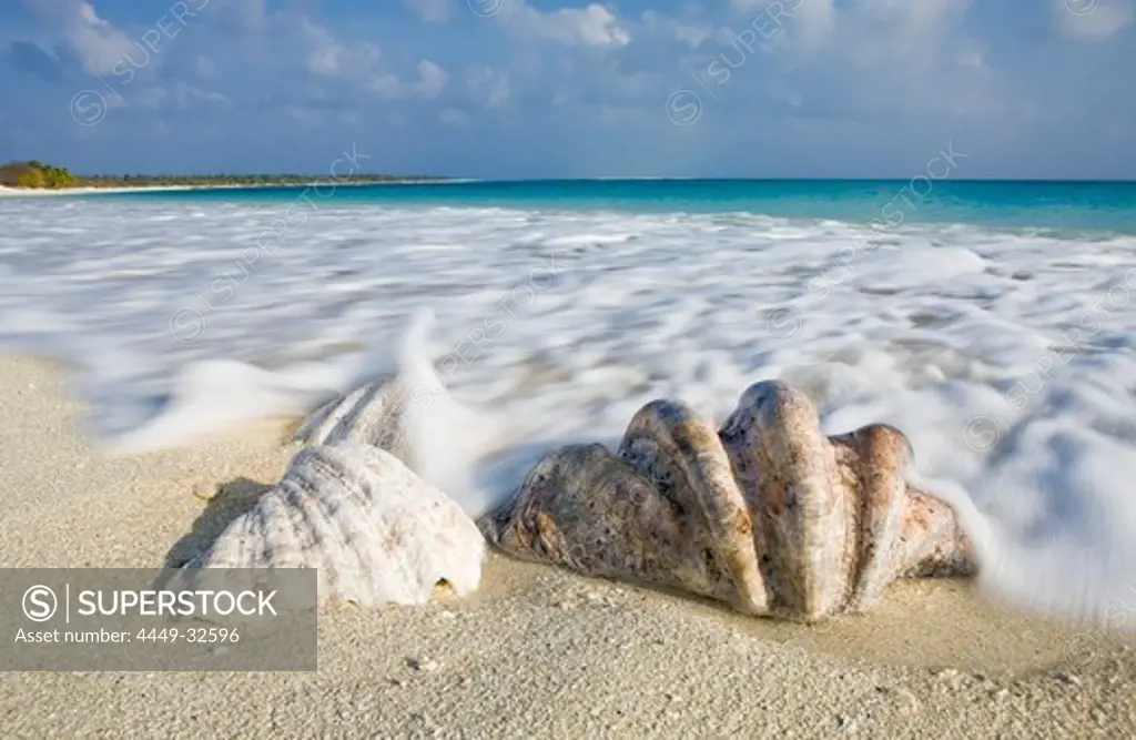 Shells at Bikini Beach, Marshall Islands, Bikini Atoll, Micronesia, Pacific Ocean