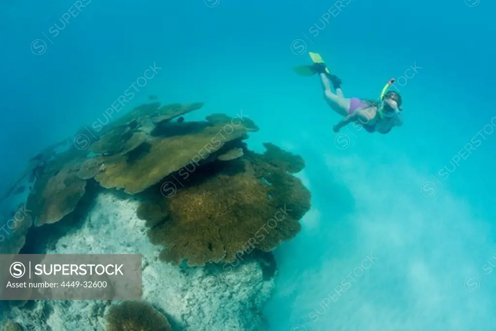 Snorkeler over Corals in Bikini Lagoon, Marshall Islands, Bikini Atoll, Micronesia, Pacific Ocean