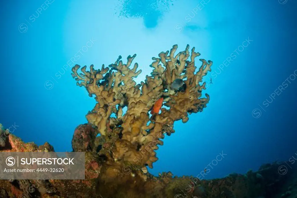Big Fire Coral at bottom of Wreck HIJMS Nagato Battleship, Marshall Islands, Bikini Atoll, Micronesia, Pacific Ocean