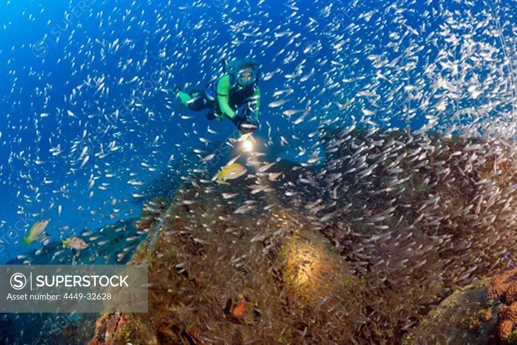 Diver finds Torpedo at Bomber near to USS Saratoga, Marshall Islands, Bikini Atoll, Micronesia, Pacific Ocean