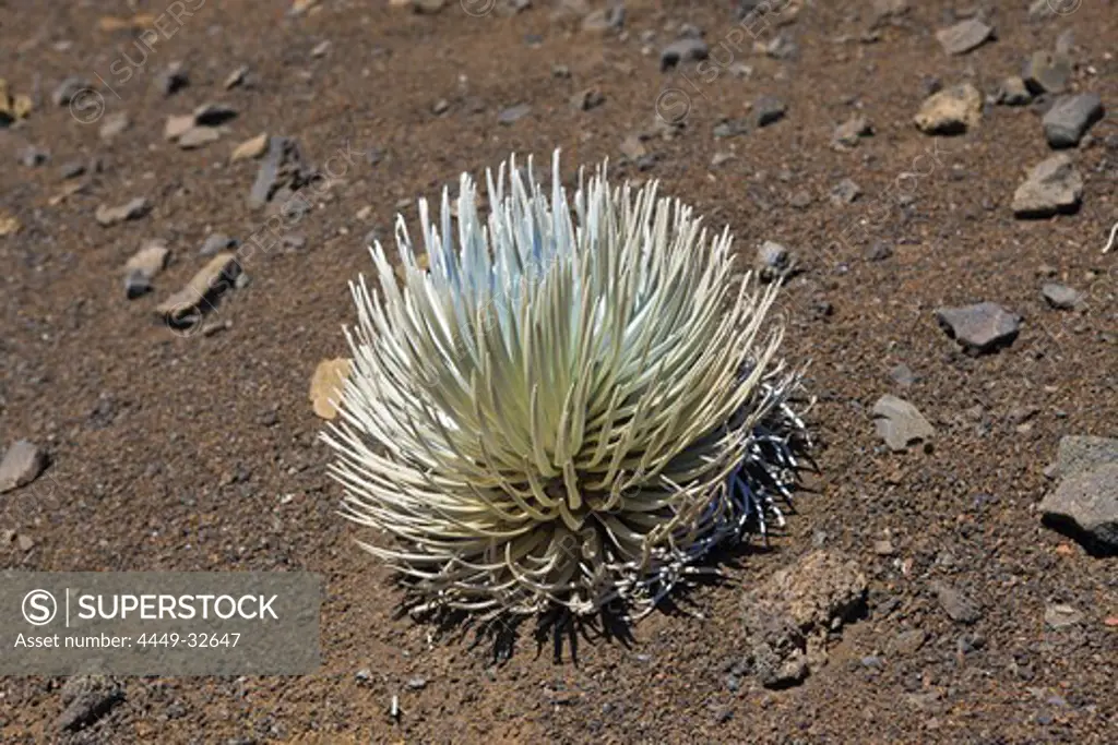 endemic Silversword at Haleakala Volcano Crater, Argyroxiphium sandwicense ssp. Macrocephalum, Maui, Hawaii, USA
