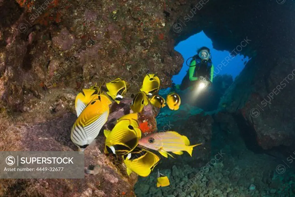 Diver observe Racoon-Butterflyfishes feeding Eggs from other Fishes, Chaetodon lunula, Cathedrals of Lanai, Maui, Hawaii, USA