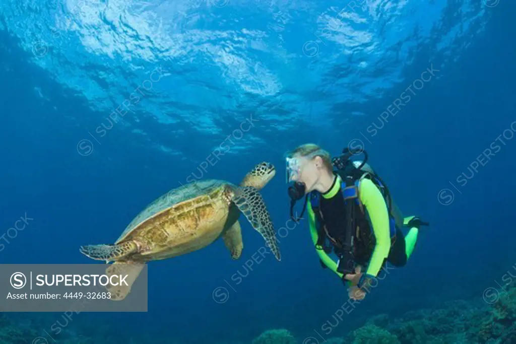 Green Turtle and Diver, Chelonia mydas, Maui, Hawaii, USA