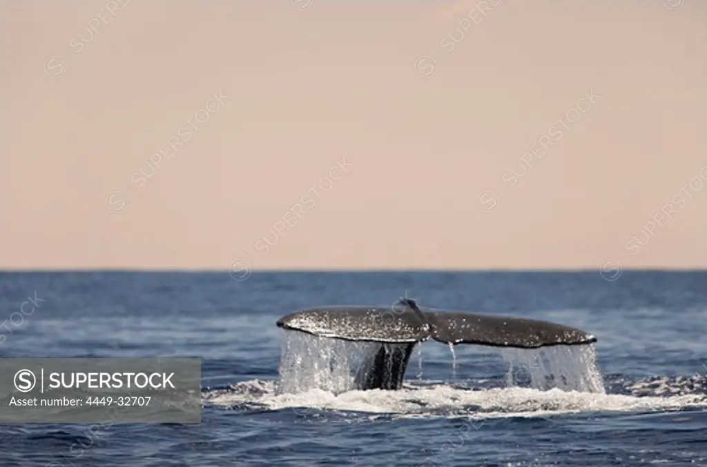 Sperm Whale Fluke, Physeter catodon, Azores, Atlantic Ocean, Portugal