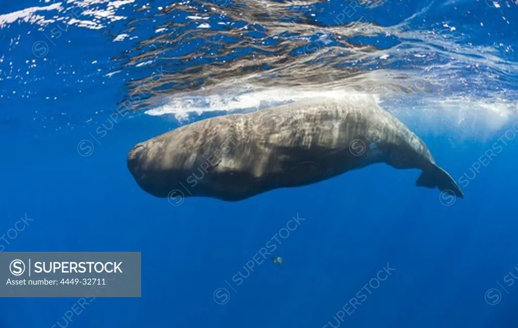 Young Sperm Whale, Physeter catodon, Azores, Atlantic Ocean, Portugal