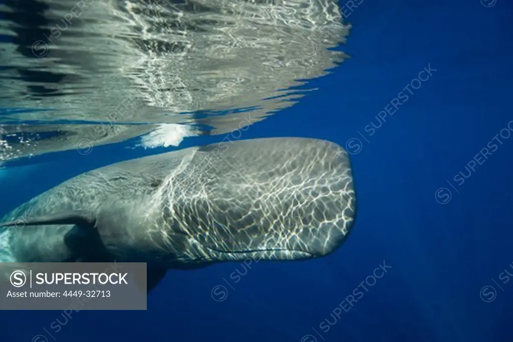 Sperm Whale, Physeter catodon, Azores, Atlantic Ocean, Portugal