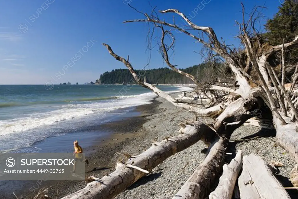 Driftwood on the beach in the sunlight, Olympic Nationalpark, Washington, USA