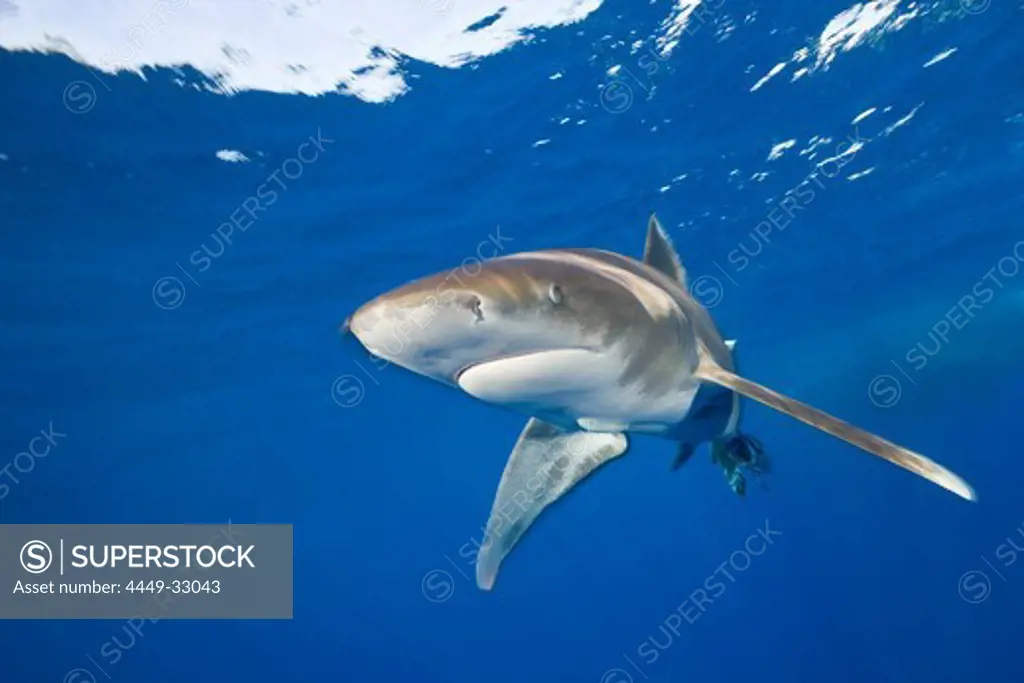 Oceanic Whitetip Shark, Carcharhinus longimanus, Elphinestone Reef, Red Sea, Egypt
