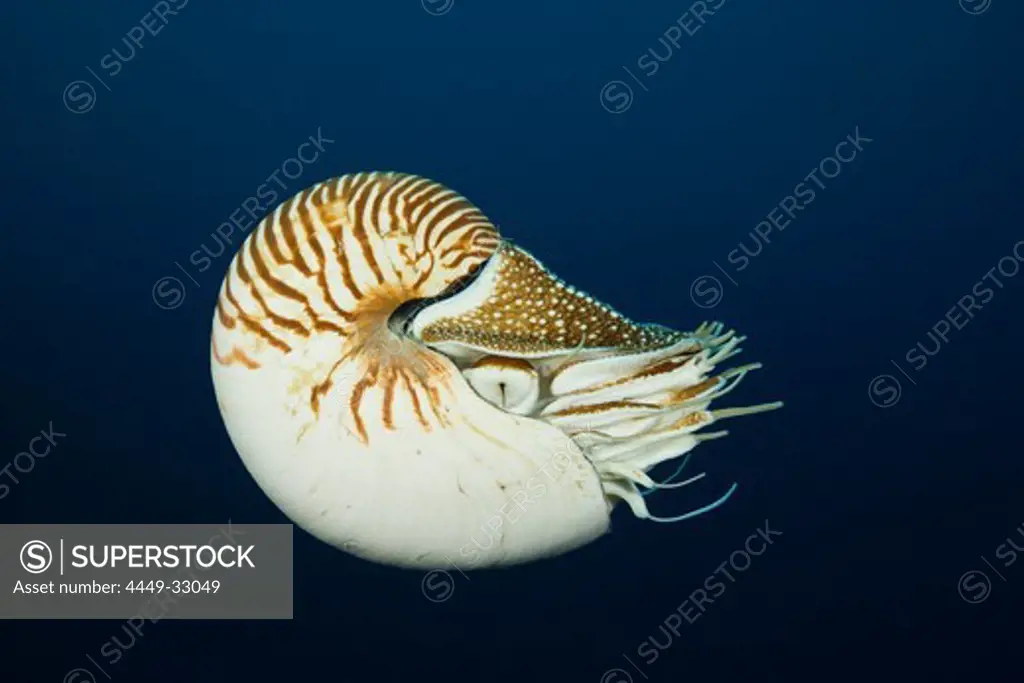 Nautilus, Nautilus pompilius, Great Barrier Reef, Australia