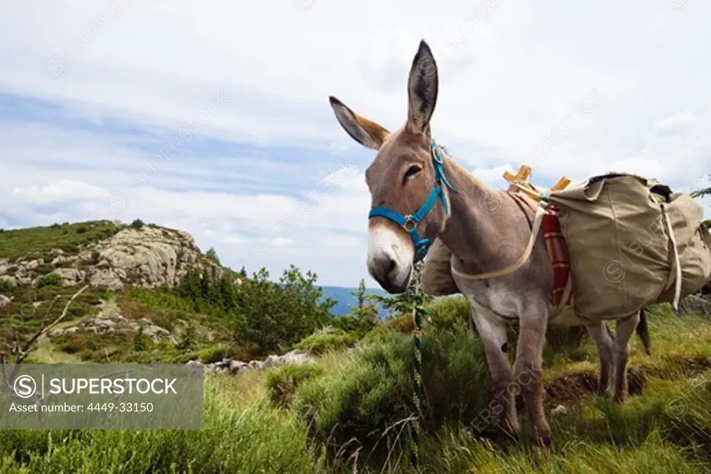 family-hiking with a donkey in the Cevennes mountains, France