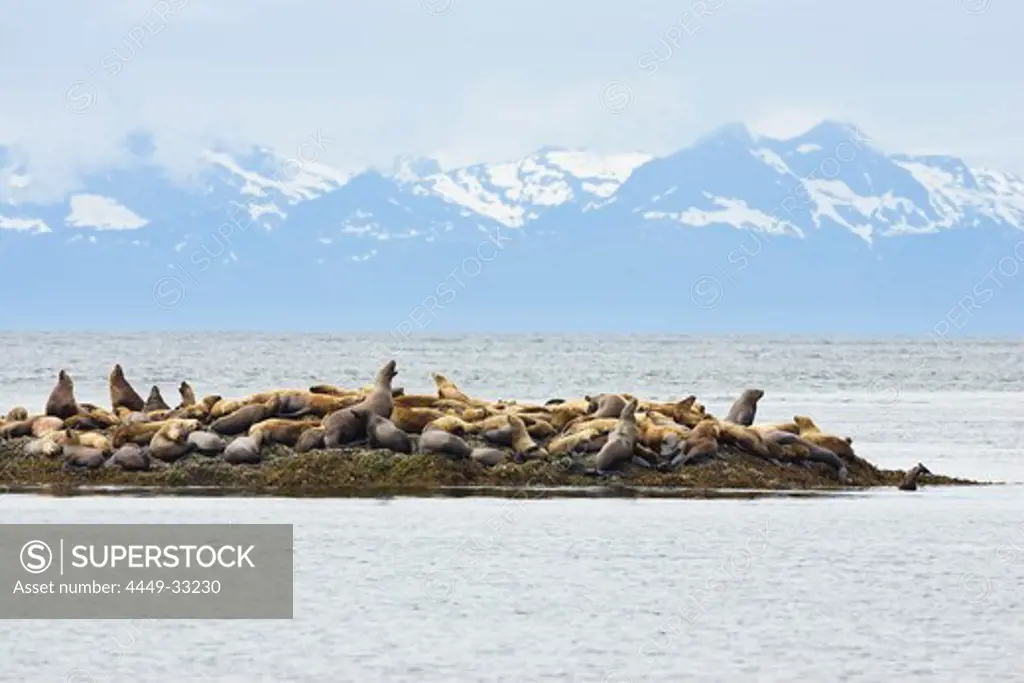 Steller Sea Lions on a little island, Eumetopias jubatus, Inside Passage, Alaska, USA