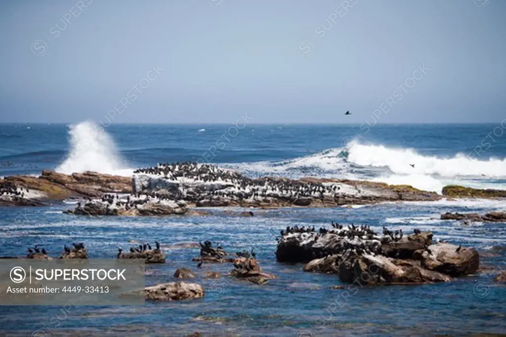 Cormorants on rocks at Cape of Good Hope, Cape Peninsula, Western Cape, South Africa