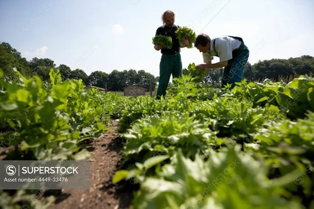 Farmers harvesting lettuce, biological dynamic (bio-dynamic) farming, Demeter, Lower Saxony, Germany