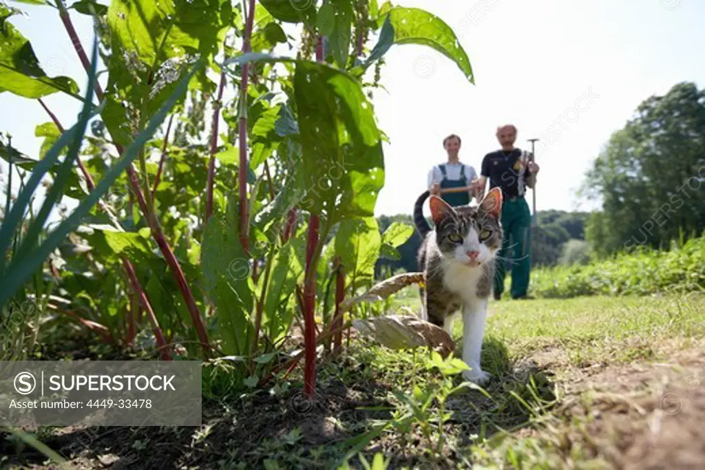 Cat near wild tobacco, biological dynamic (bio-dynamic) farming, Demeter, Lower Saxony, Germany