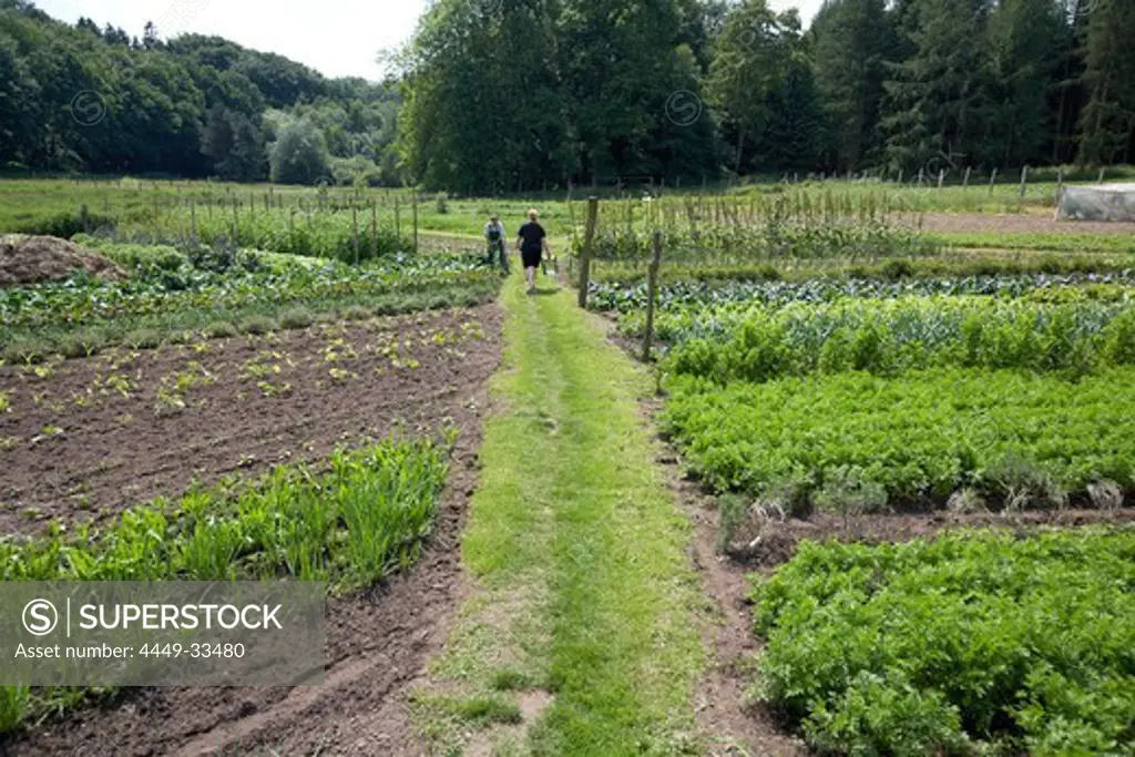 Farmers between vegetable patches, biological dynamic (bio-dynamic) farming, Demeter, Lower Saxony, Germany