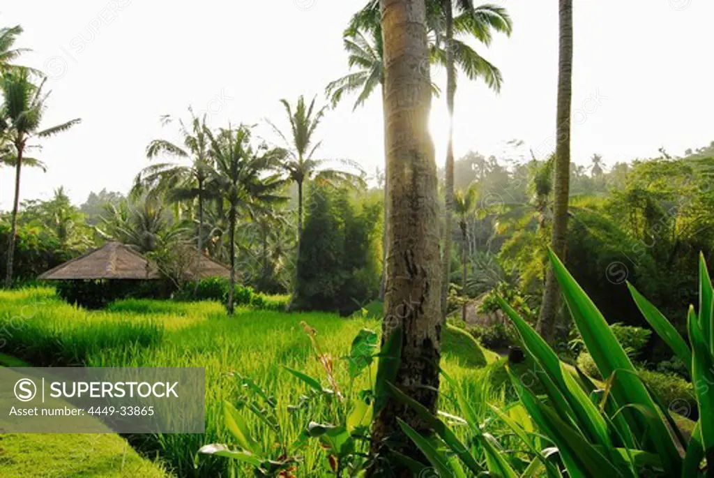 Bungalows of the Four Seasons Hotel under palm trees in the sunlight, Sayan, Ubud, Bali, Indonesia, Asia