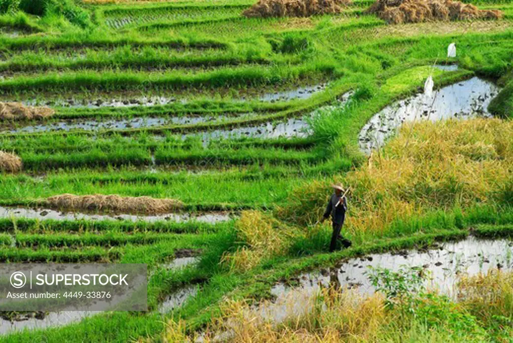 Paddy farmer walking over rice fields, North Bali, Indonesia, Asia