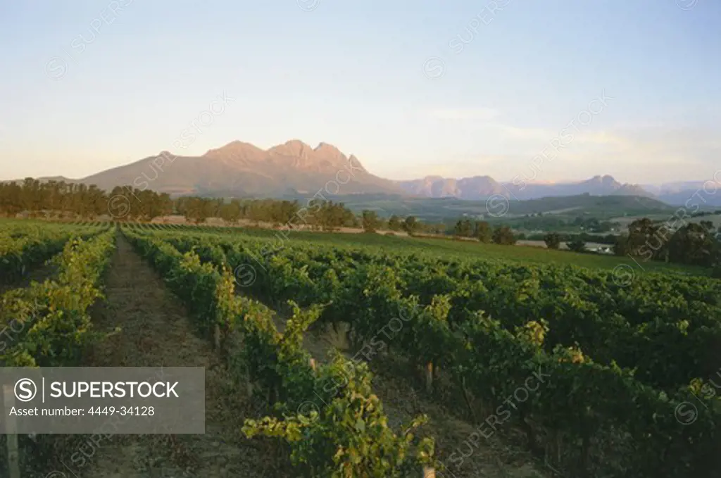 Evening impression with view towards Simonsberg, Stellenbosch, Western Cape, South Africa, Africa