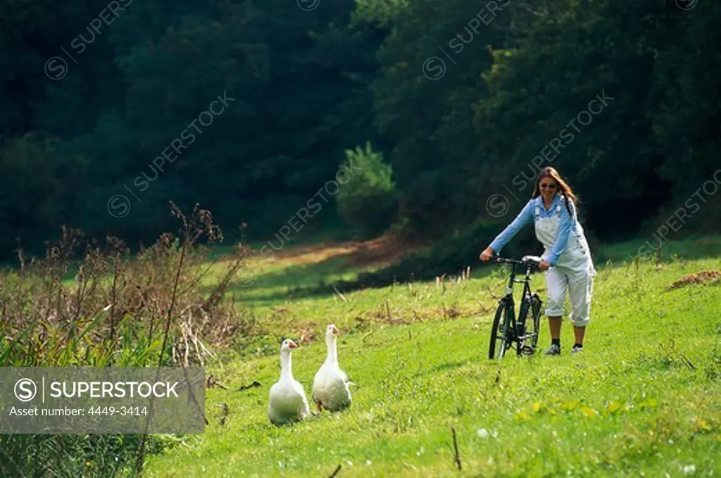 Woman pushing a mountain bike over a field, Two geese, St. Peters Valley, Jersey, Channel Islands, Great Britain