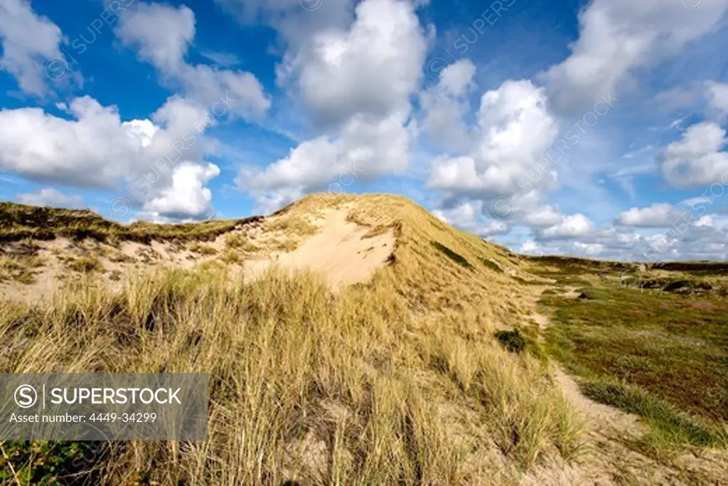 Dunes near Kampen, Sylt Island, Schleswig-Holstein, Germany