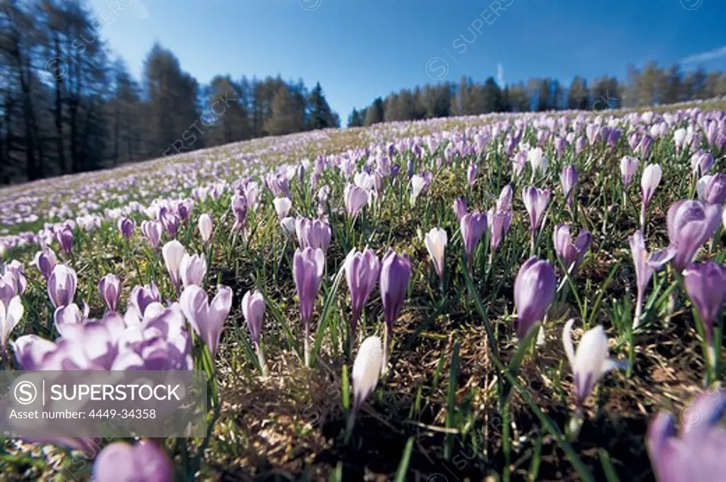 Flower meadow with crocuses under blue sky, South Tyrol, Italy, Europe