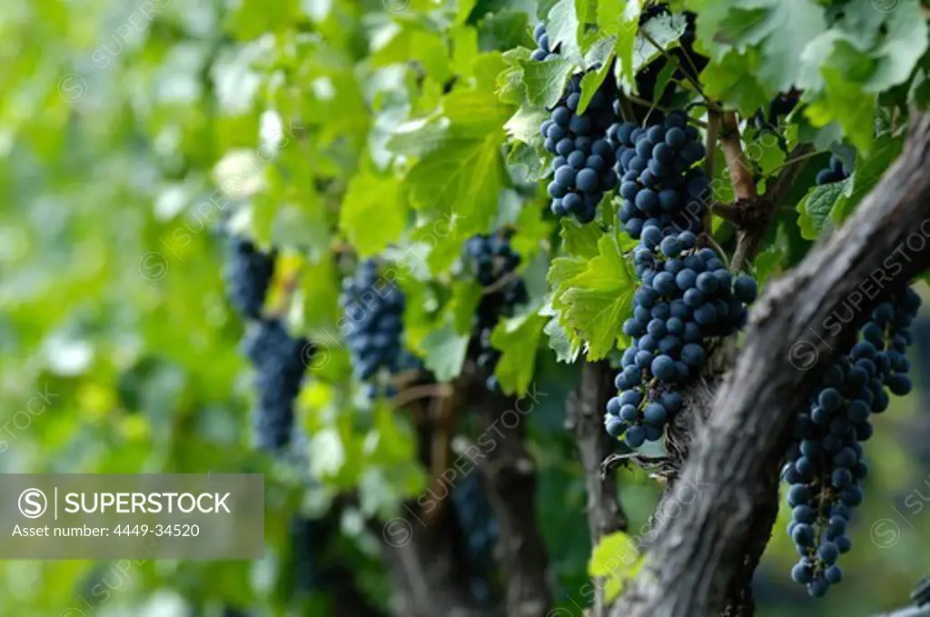 Vines with ripe grapes, South Tyrol, Italy, Europe