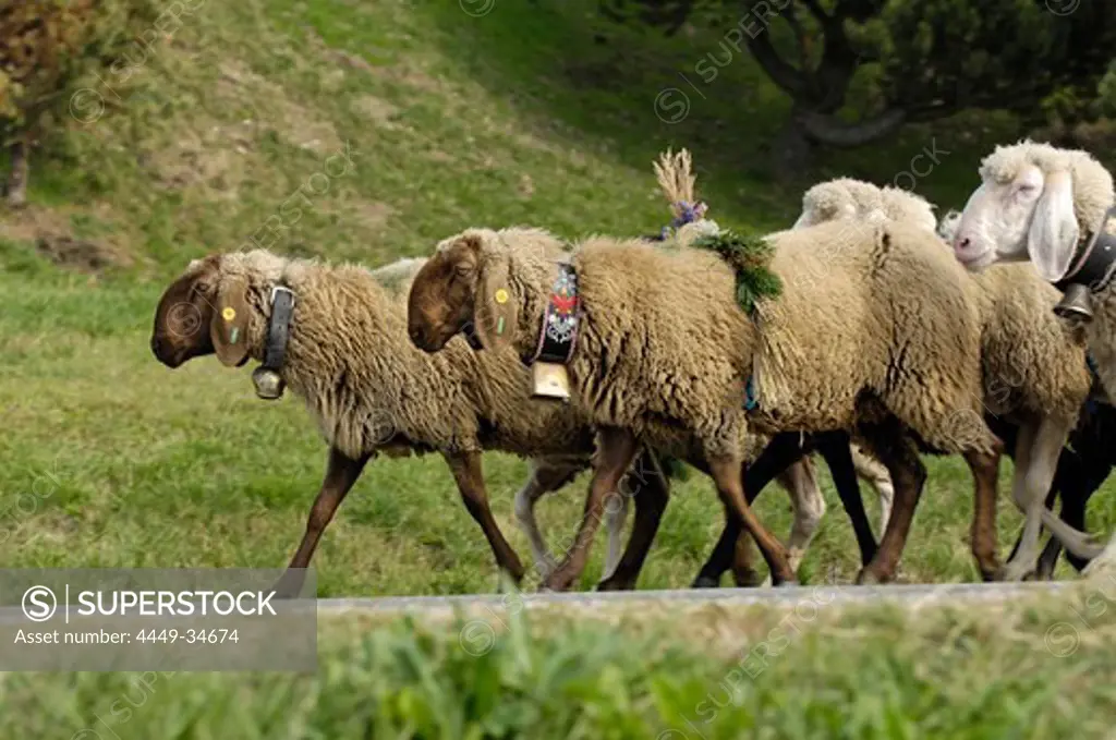 Flock of sheep returning to the valley from the alpine pastures, Seiser Alm, South Tyrol, Italy