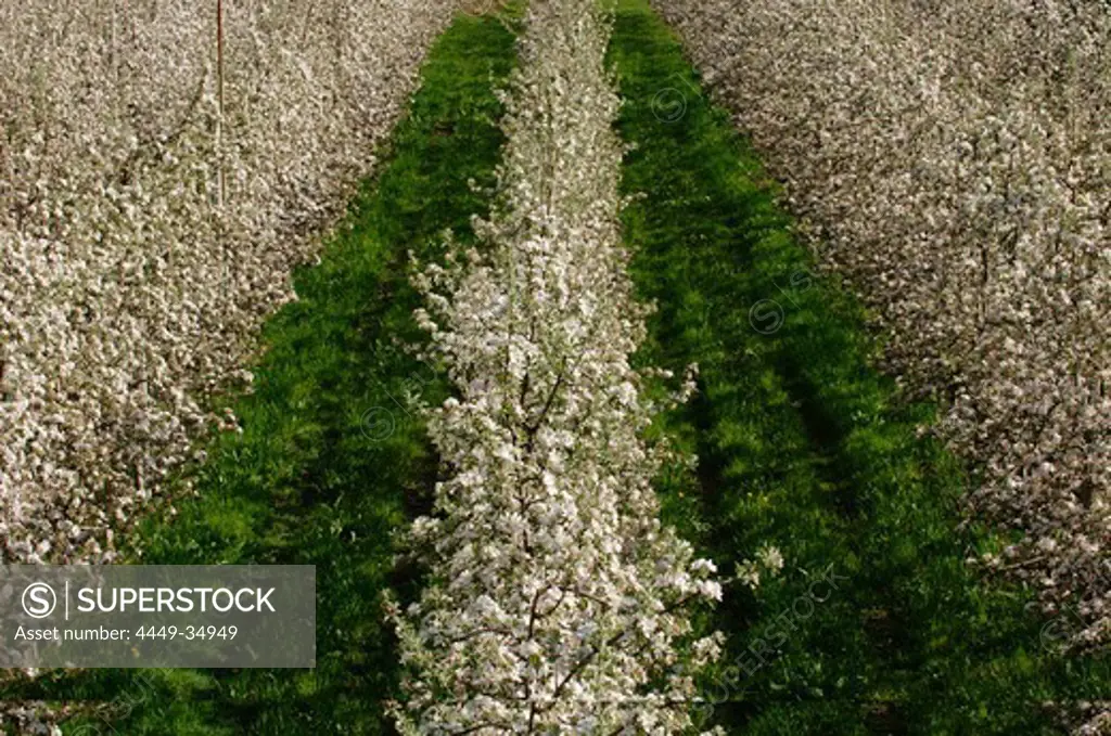 Apple orchard, Apple blossom in spring, Fruit Farming, Agriculture, South Tyrol, Italy