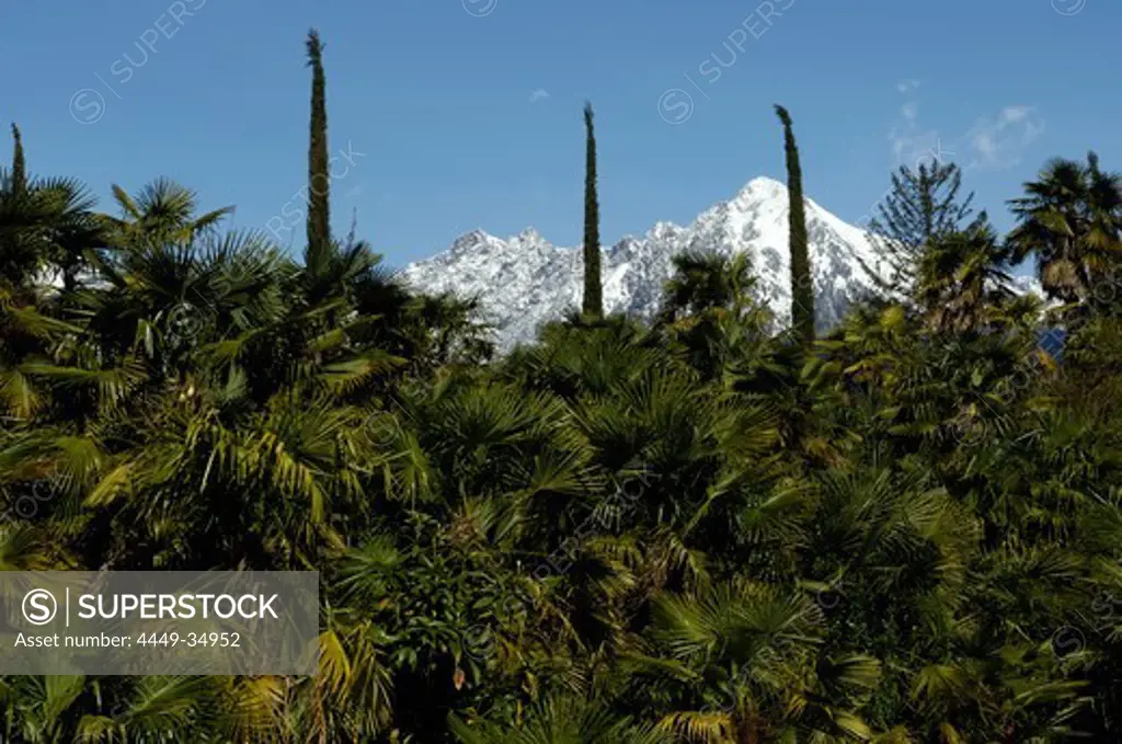 Palm trees in the garden of Trauttmansdorff castle, Texel Mountain Range in the background, Meran, South Tyrol, Italy
