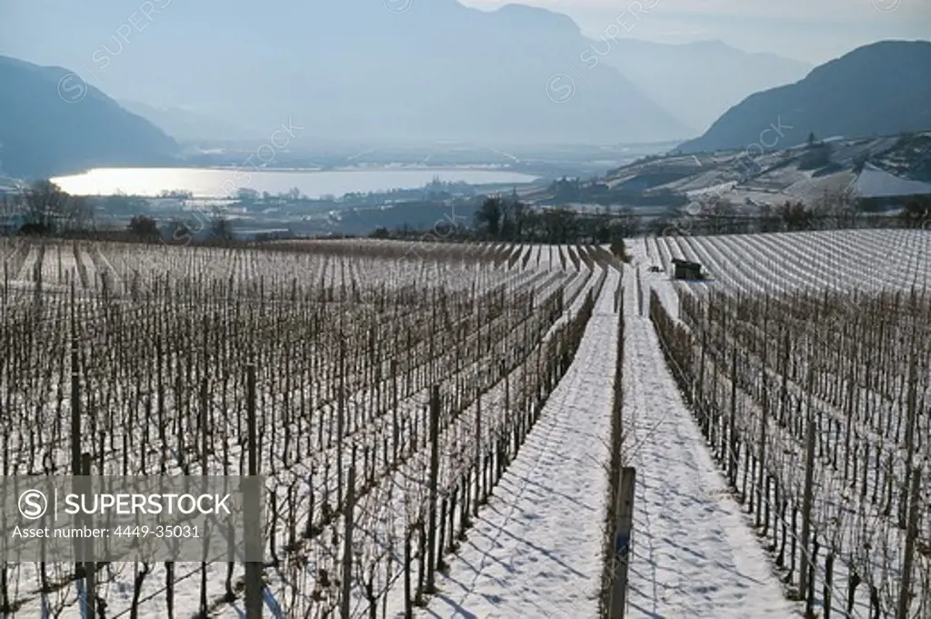 View over snow covered vineyard at the Kalterer Lake, South Tyrol, Italy, Europe
