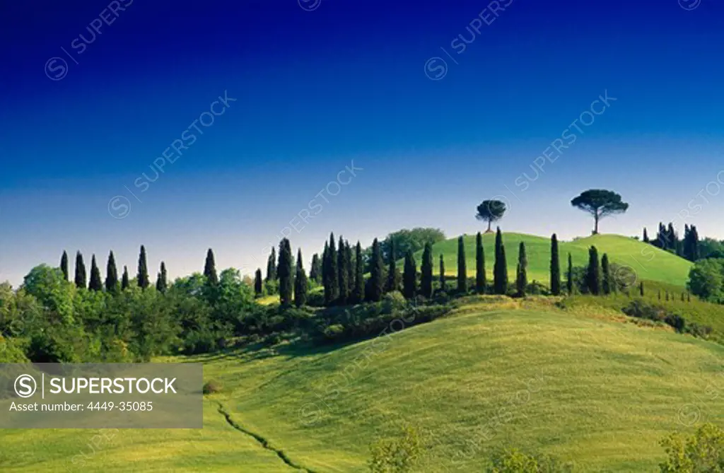 Cypress alley and pines under blue sky, Val d´Orcia, Tuscany, Italy, Europe