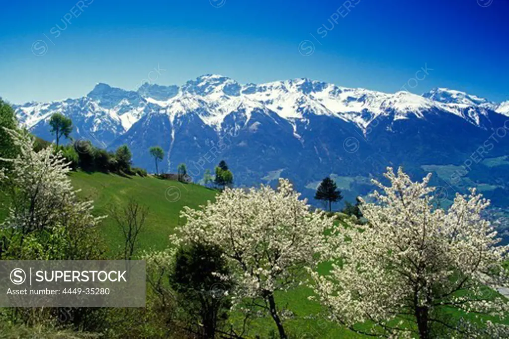 Cherry blossom, view to Ortler Alps, Dolomite Alps, South Tyrol, Italy