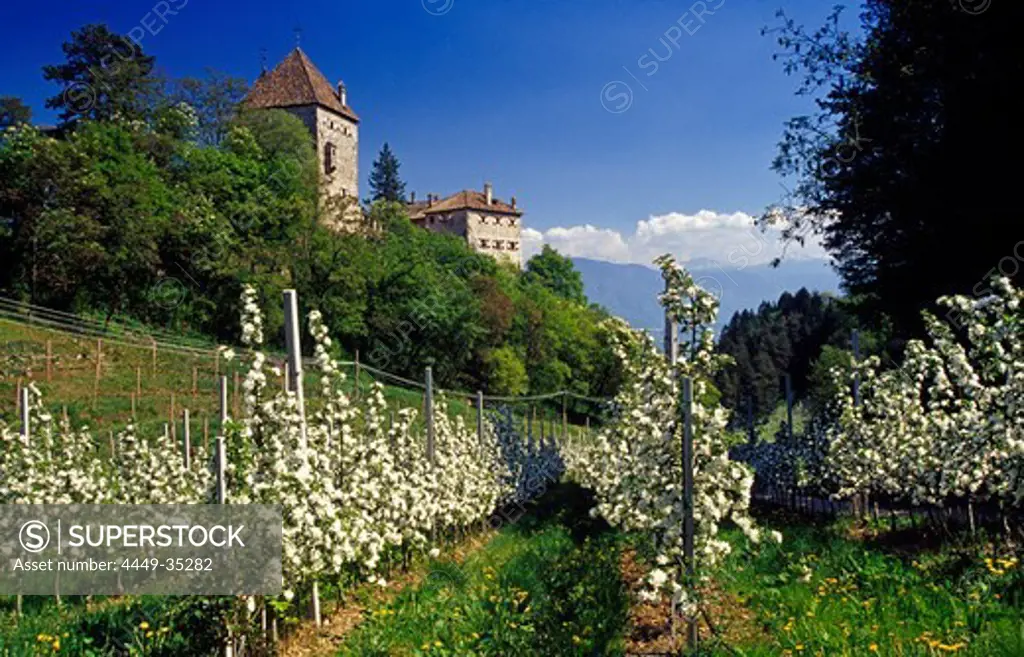 Apple blossom, Wehrburg castle, near Prissian, Val d'Adige, Dolomite Alps, South Tyrol, Italy
