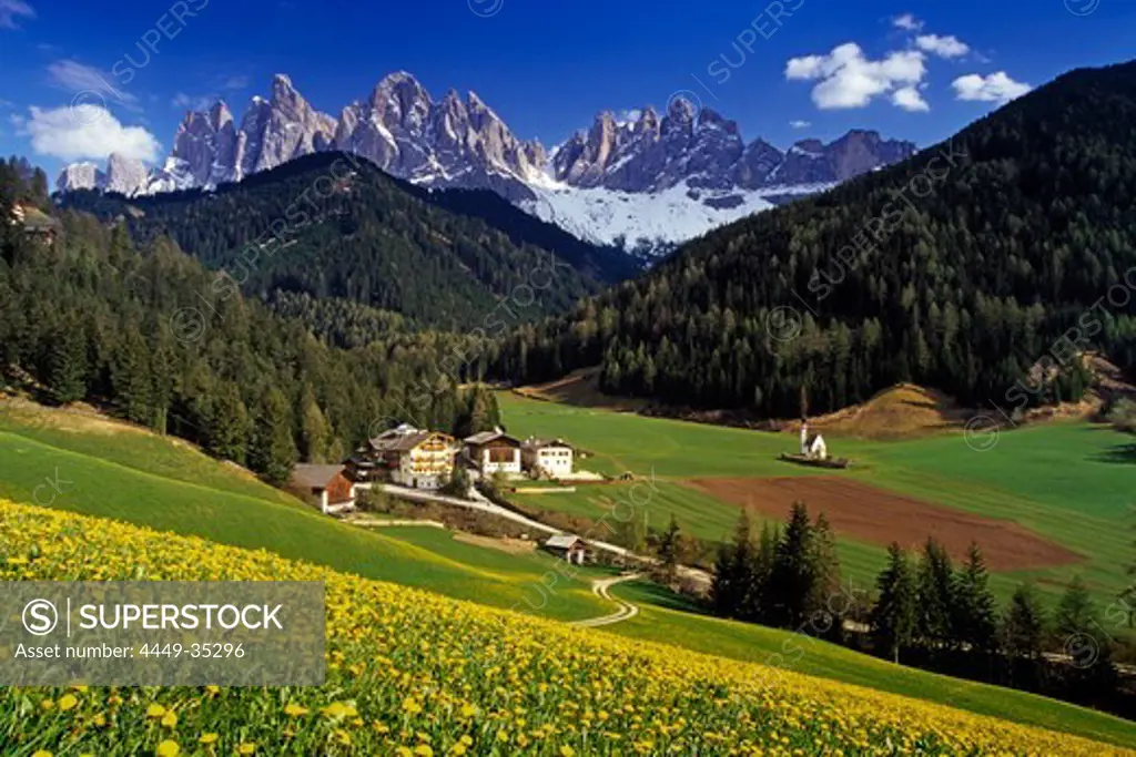 Field full of dandelions, view to Le Odle, Val di Funes, Dolomite Alps, South Tyrol, Italy