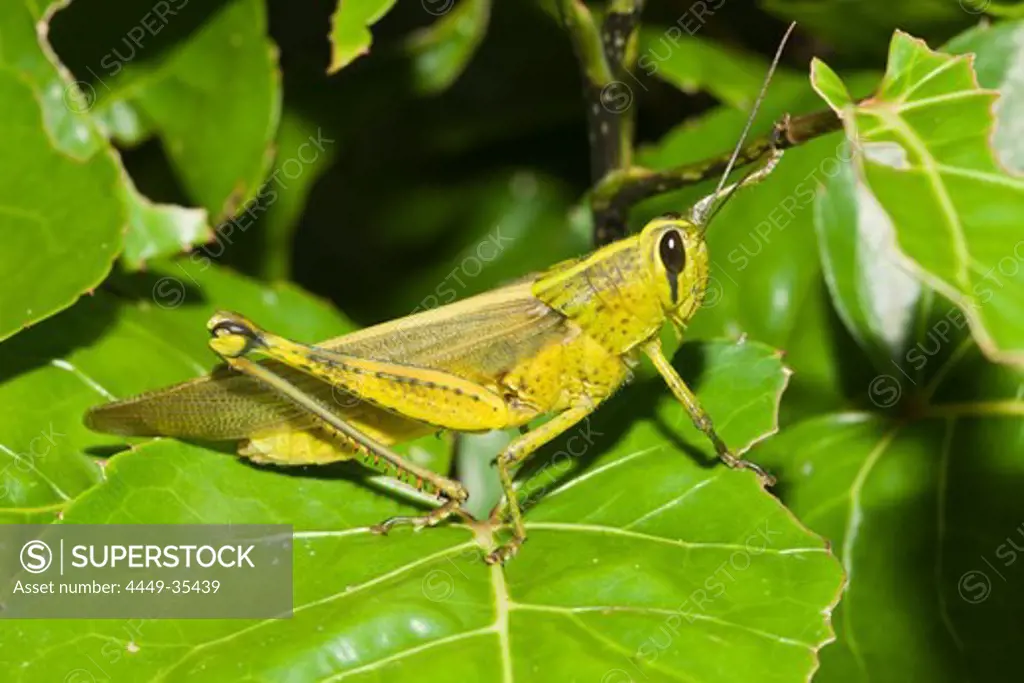 Grasshopper, Gomphocerinae, Peleliu Island, Micronesia, Palau