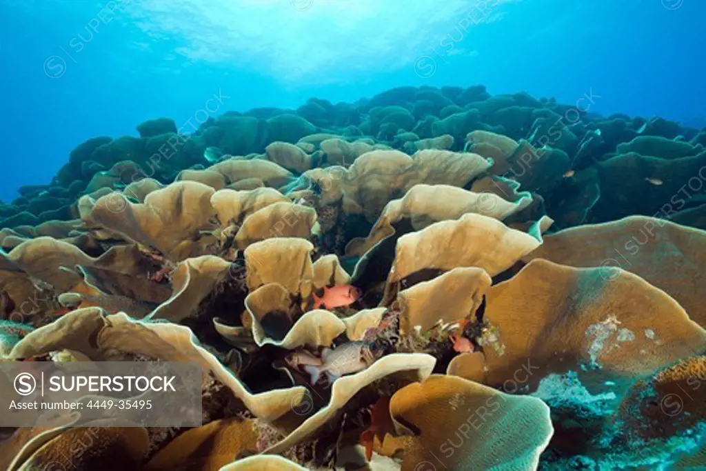 Lettuce Coral, Stone Coral, Turbinaria mesenterina, Ulong Channel, Micronesia, Palau