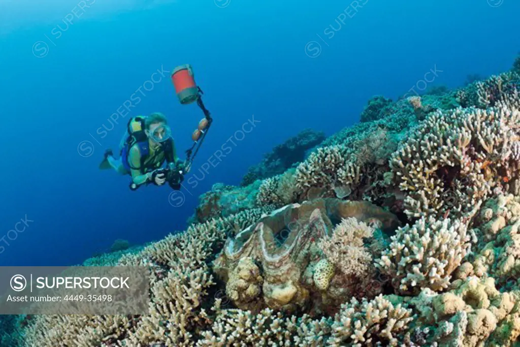 Diver and Giant Clam, Tridacna Squamosa, Micronesia, Palau