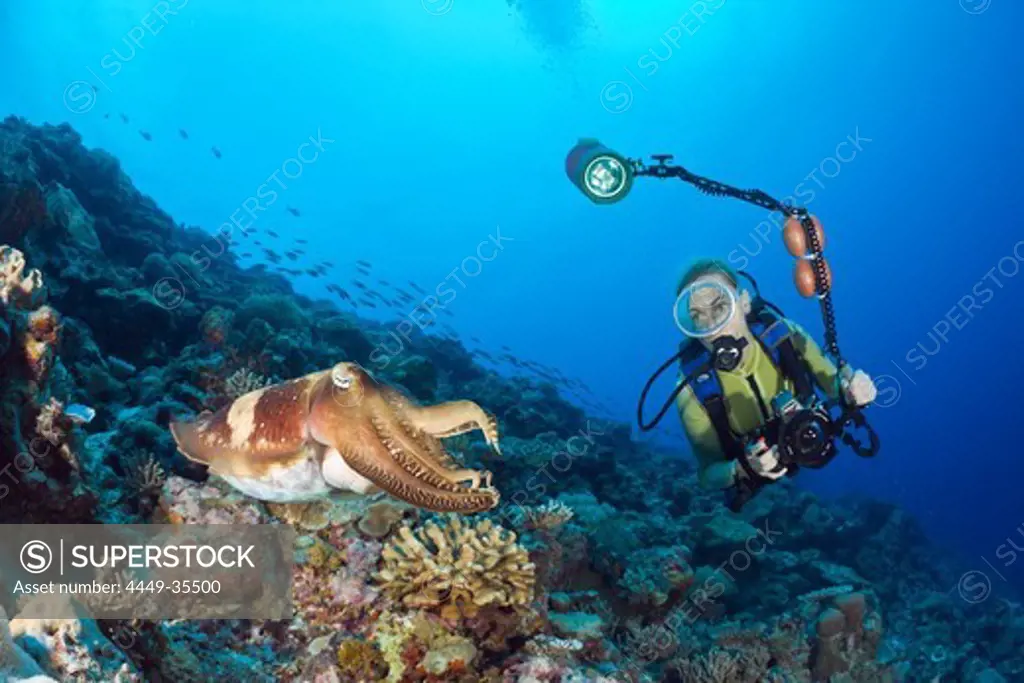 Broadclub Cuttlefish and Diver, Sepia latimanus, Micronesia, Palau