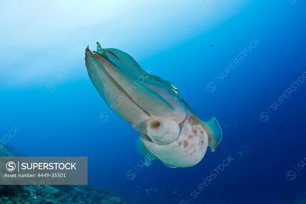 Broadclub Cuttlefish, Sepia latimanus, Micronesia, Palau