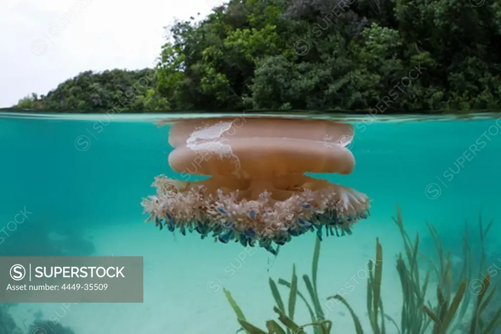 Upside-Down Jellyfish at Surface, Cassiopea andromeda, Risong Bay, Micronesia, Palau