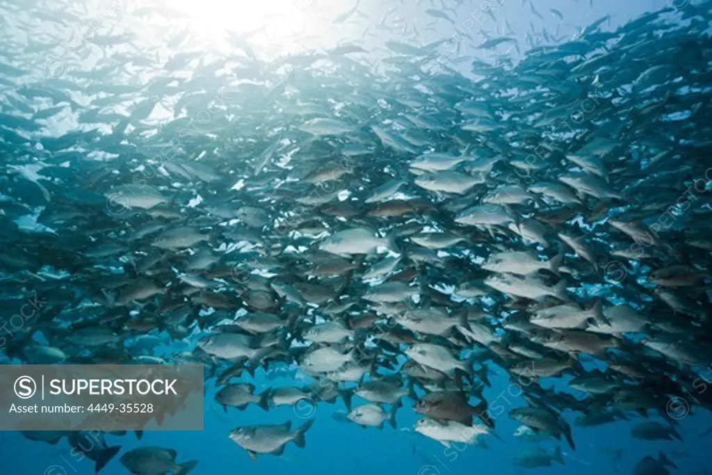 Shoal of Rudderfish, Kyphosus cinerascens, German Channel, Micronesia, Palau