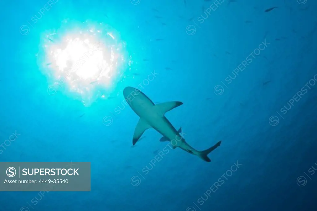 Grey Reef Shark, Carcharhinus amblyrhynchos, Blue Corner, Micronesia, Palau