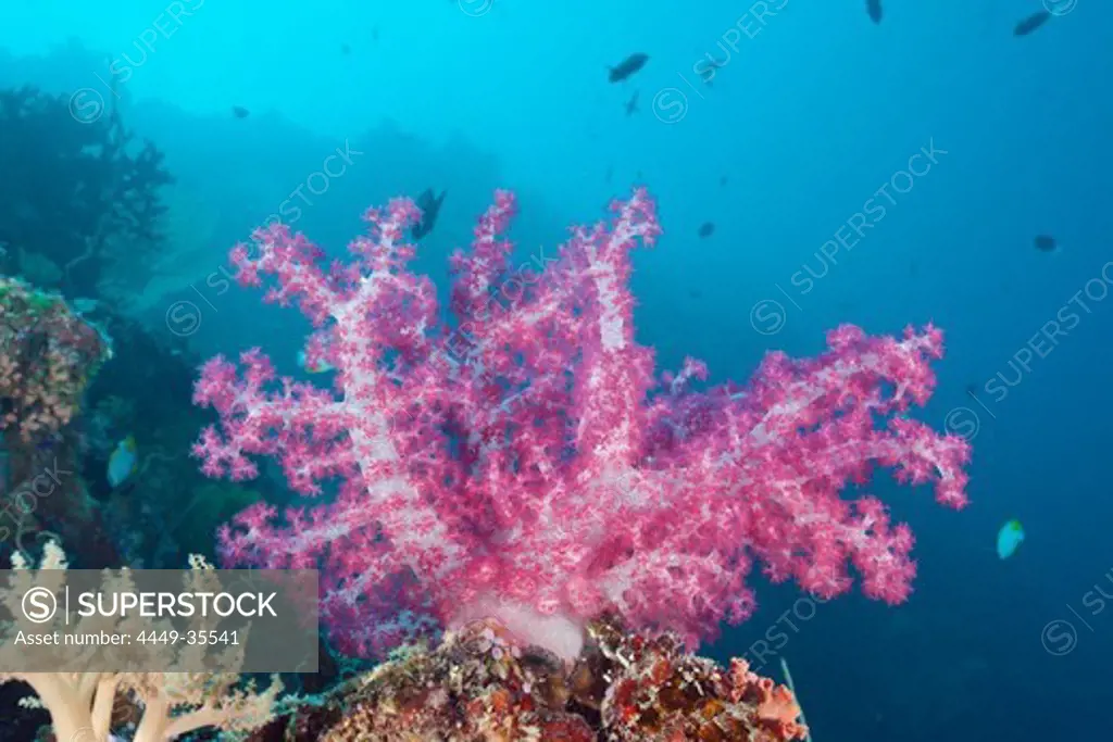 Pink Soft Coral, Dendronephthya, Peleliu Wall, Micronesia, Palau