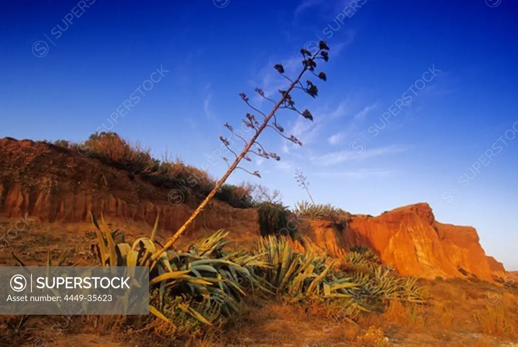Barren landscape under blue sky at the rocky coast Praia da Falesia, Algarve, Portugal, Europe