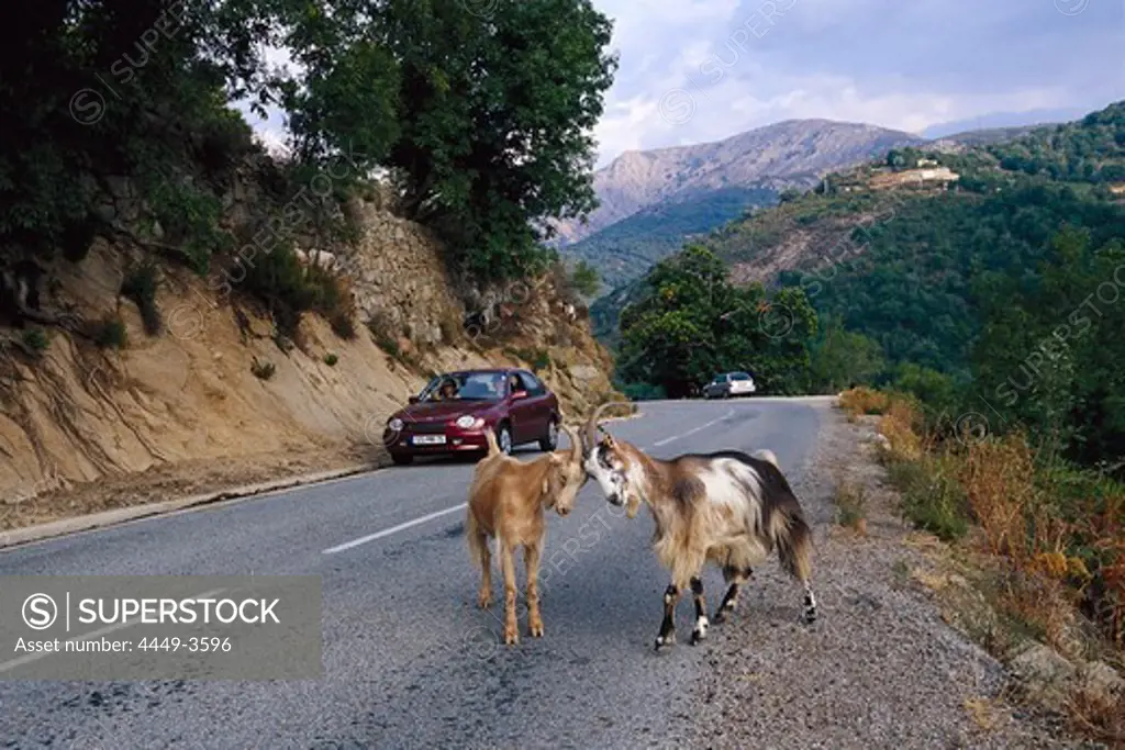 Two goats on mountain road near Evisa, Corsica, France