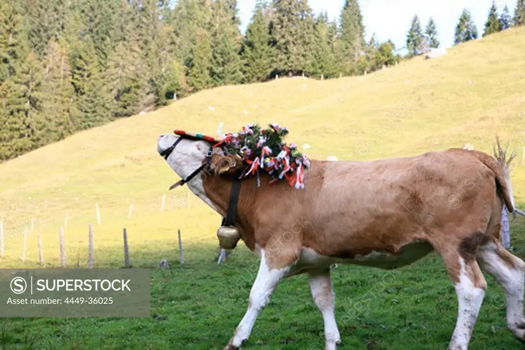 Cow at Almabtrieb, cattle drive from mountain pasture, Arzmoos, Sudelfeld, Bavaria, Germany