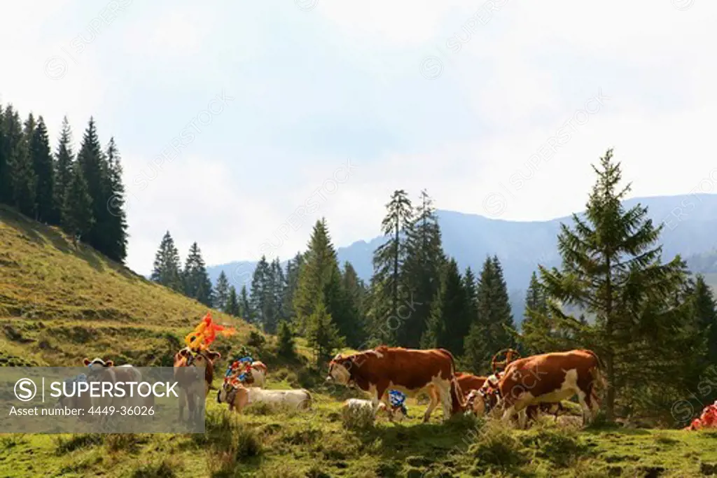 Cows at Almabtrieb, cattle drive from mountain pasture, Arzmoos, Sudelfeld, Bavaria, Germany