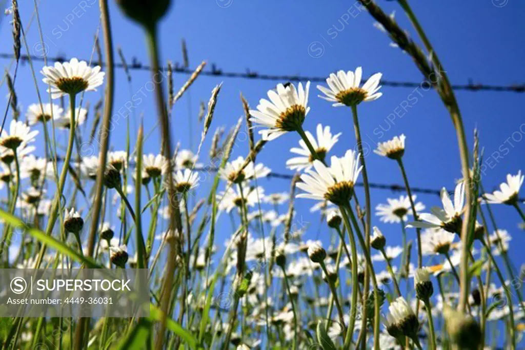 Marguerites in front of barbed wire fence and blue sky, Arzmoos, Sudelfeld, Bavaria, Germany