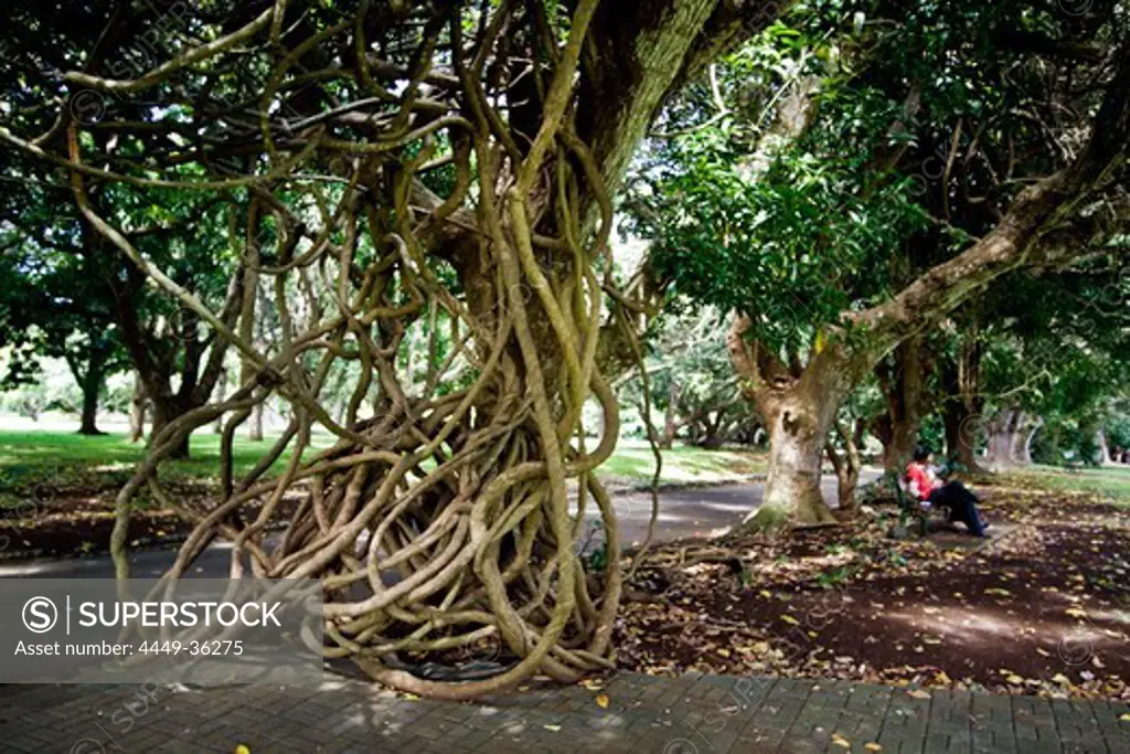 Sir Seewoosagur Ramgoolam Royal Botanical Garden of Pamplemousses, Giant Tree with arial roots, Mauritius, Africa